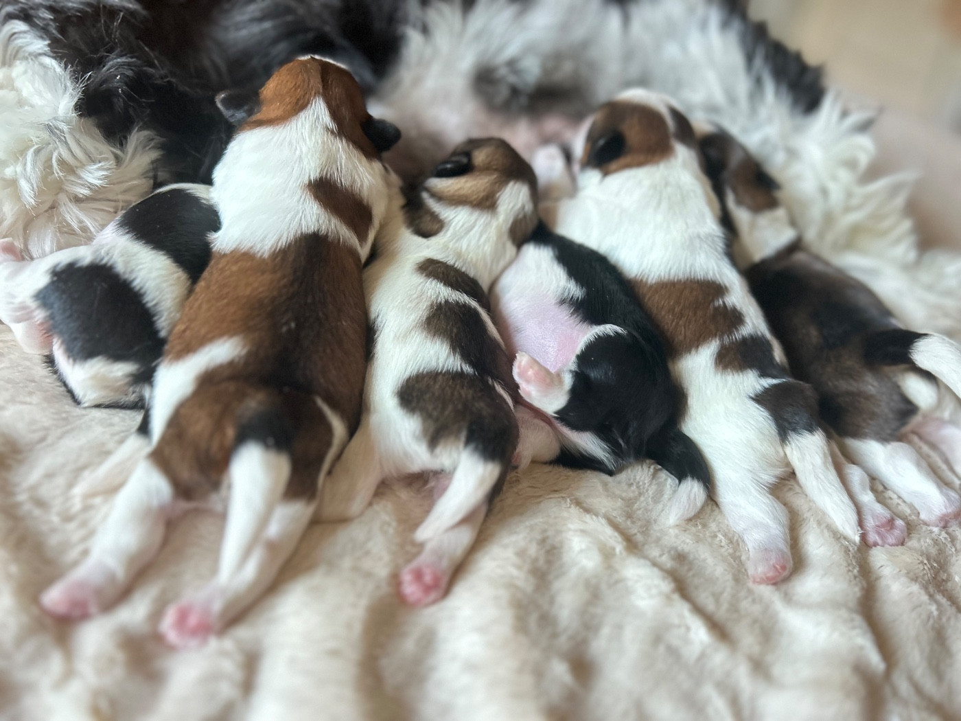 Des Jardins D'eucalyptus - ILS SONT NES !!