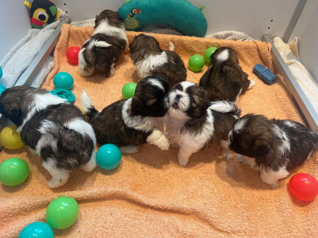 Les bébés de Swannie, 1 mois !