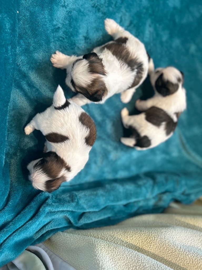Les bébés de Swannie et Tahoe, 3 semaines déjà !