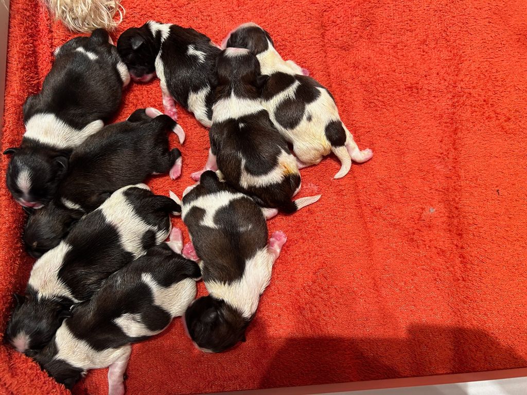 Les bébés de Swannie, 29 septembre 2023 !