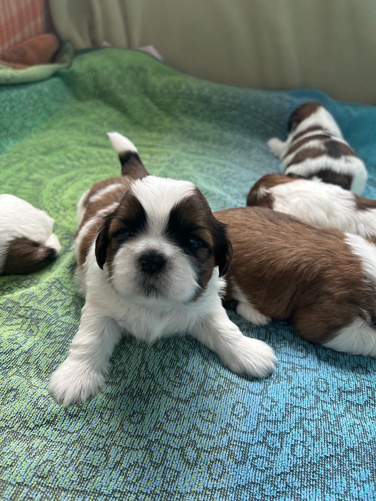 Des Jardins D'eucalyptus - Chiots disponibles - Shih Tzu