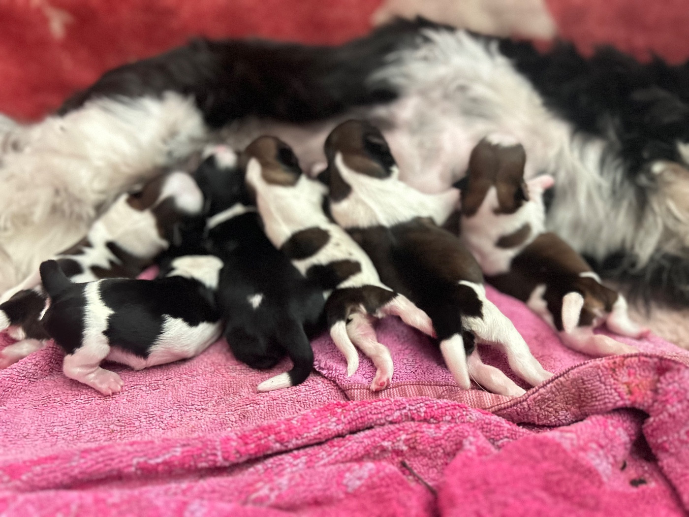 Des Jardins D'eucalyptus - Shih Tzu - Portée née le 04/12/2025