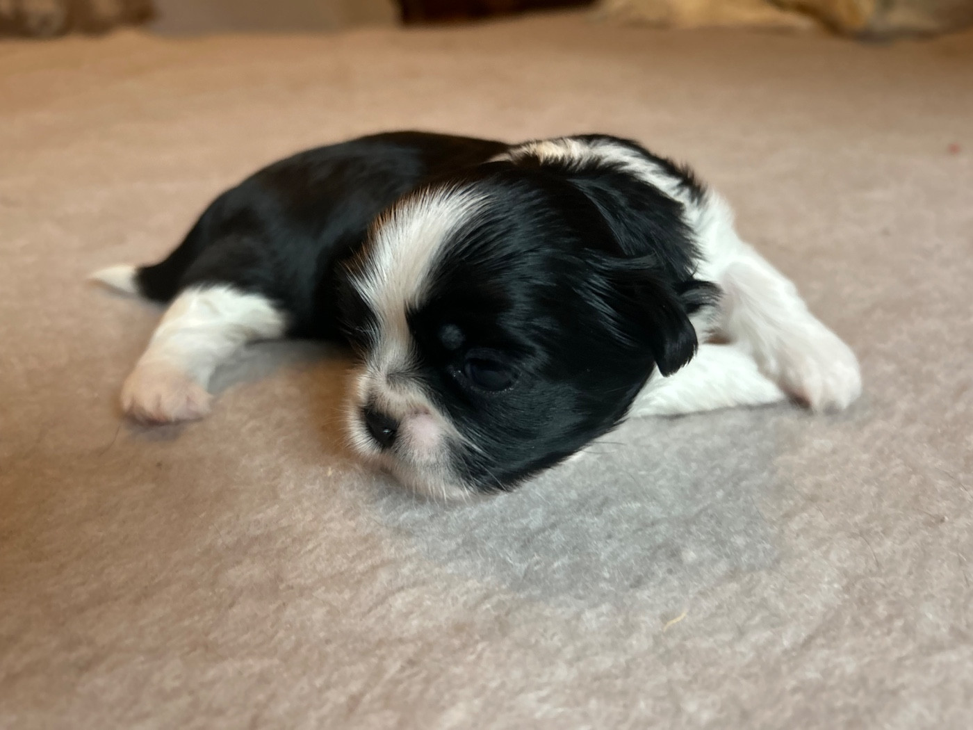 Des Jardins D'eucalyptus - Chiots disponibles - Shih Tzu