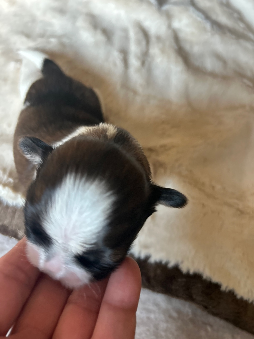 Des Jardins D'eucalyptus - Chiots disponibles - Shih Tzu